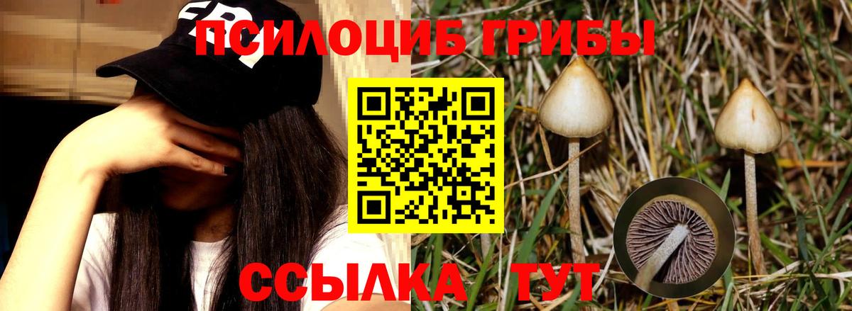 Тавда  Псилоцибиновые грибы прущие грибы  Вход с VPN 